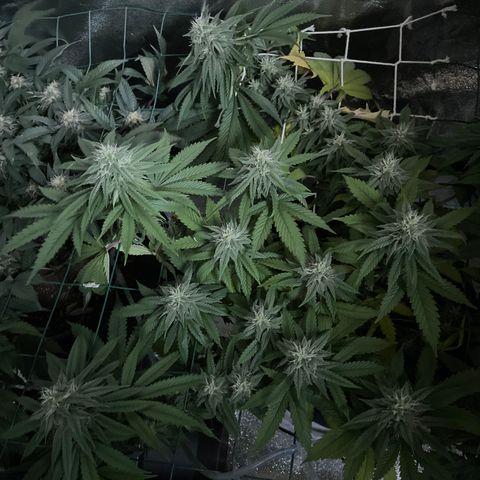 Blueberry 1 Gen 1  growlog timeline photo