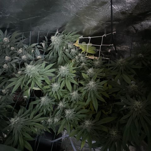Blueberry 1 Gen 1  growlog timeline photo