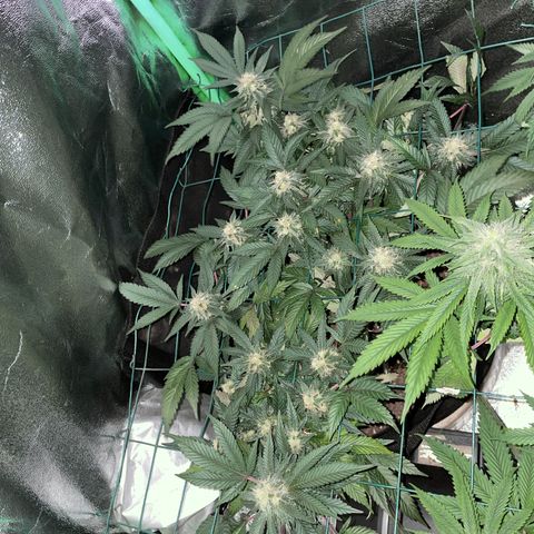 GDP 1 Gen 2 #3 growlog timeline photo
