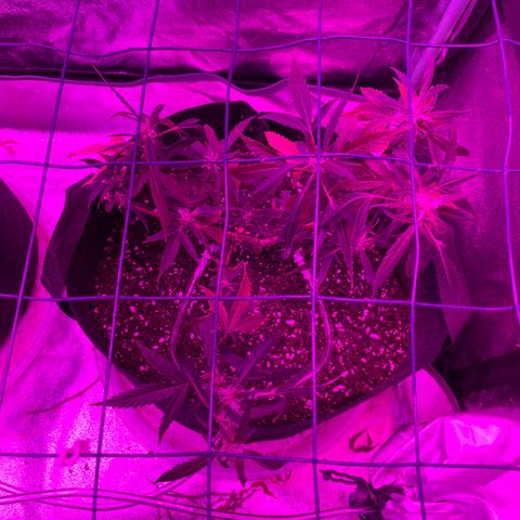 GDP Mother growlog photo: Transplant Day