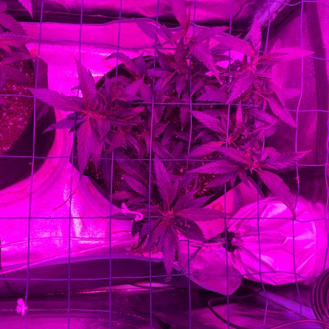 GDP Mother growlog timeline photo