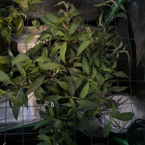 GDP Mother growlog timeline photo