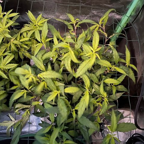 GDP Mother growlog timeline photo