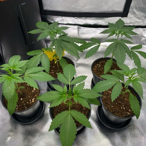 Blue Zushi  growlog timeline photo