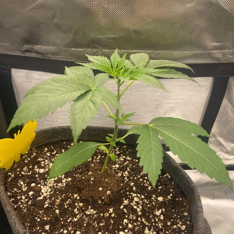 Blue Zushi  growlog photo: Heute in einem 9L Stofftopf umgetopft