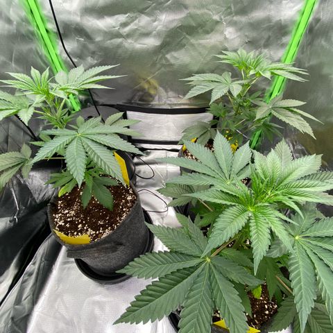 Blue Zushi  growlog timeline photo