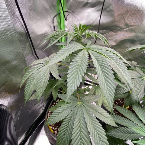 Blue Zushi  growlog timeline photo