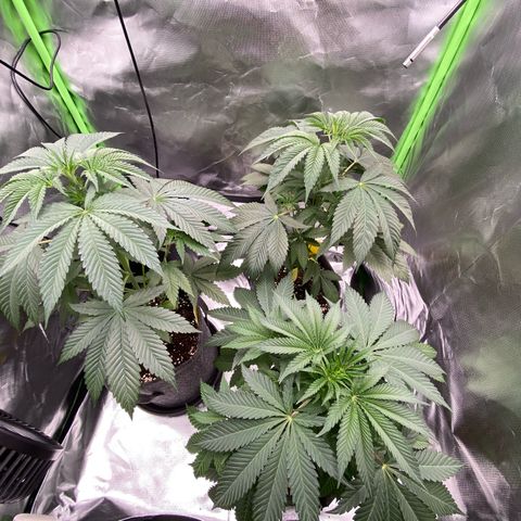 Blue Zushi  growlog timeline photo