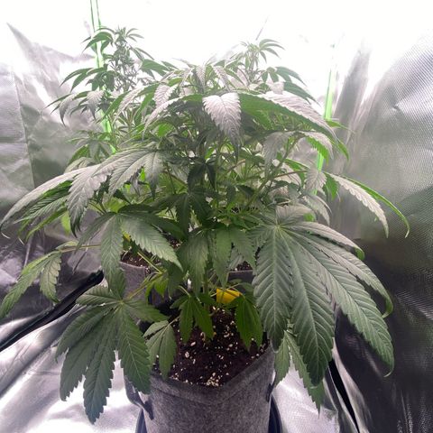 Blue Zushi  growlog timeline photo