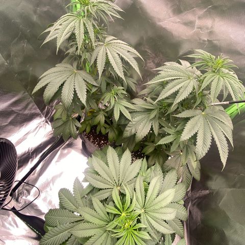 Blue Zushi  growlog timeline photo