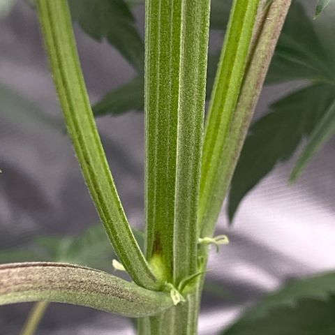 Blue Zushi  growlog photo: Die ersten Blütenansätze sind schon zu sehen