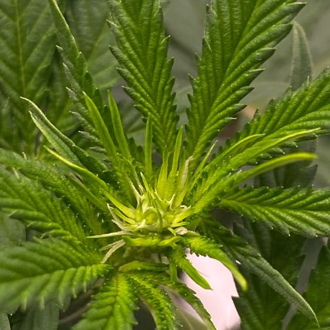 Blue Zushi  growlog timeline photo