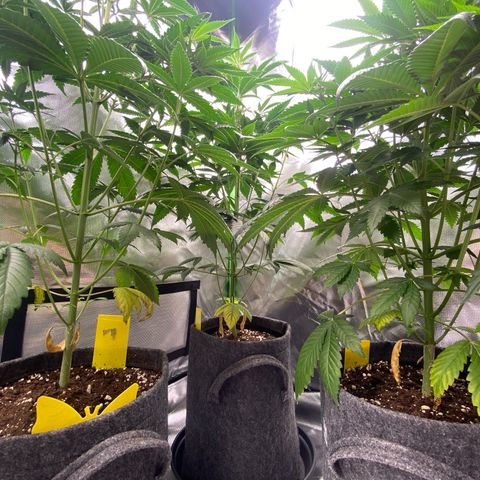 Blue Zushi  growlog timeline photo