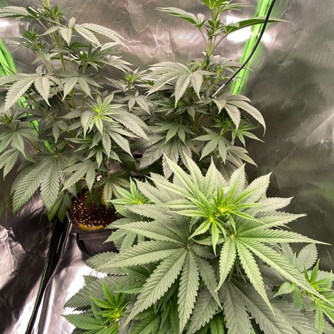 Blue Zushi  growlog timeline photo