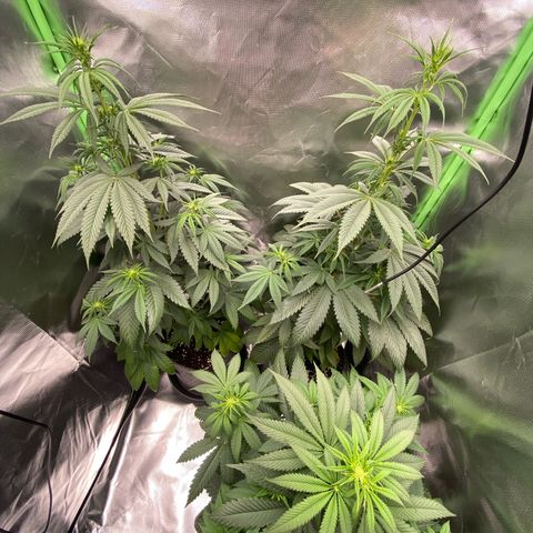 Blue Zushi  growlog timeline photo