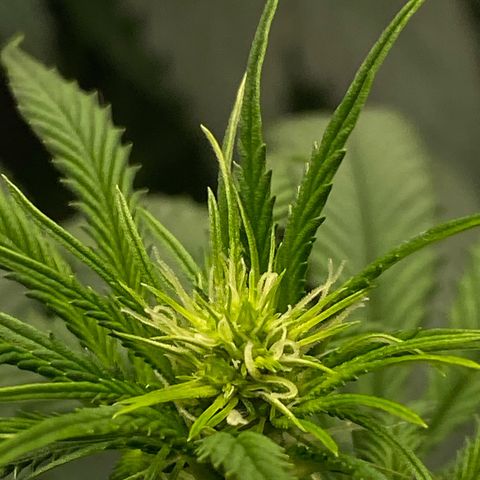 Blue Zushi  growlog timeline photo
