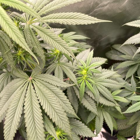 Blue Zushi  growlog timeline photo