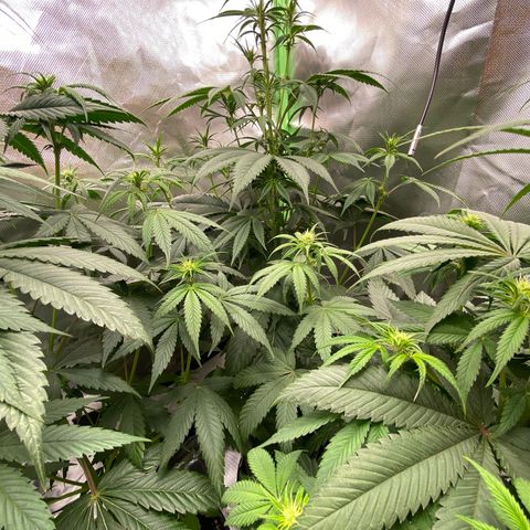 Blue Zushi  growlog timeline photo