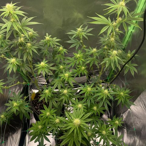 Blue Zushi  growlog timeline photo