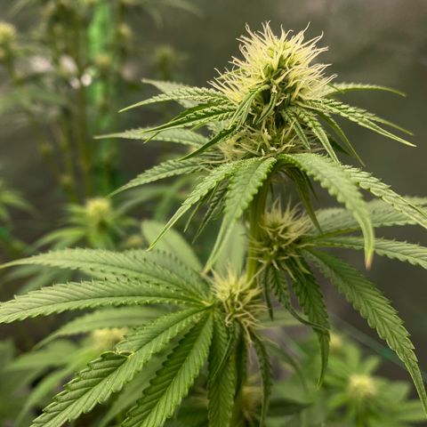 Blue Zushi  growlog timeline photo