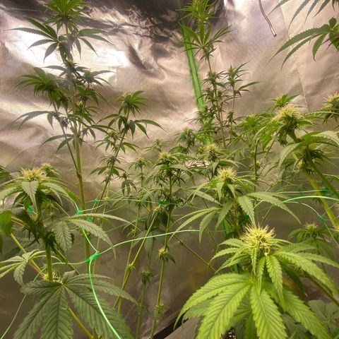 Blue Zushi  growlog timeline photo