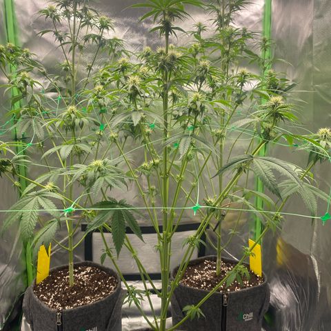 Blue Zushi  growlog timeline photo