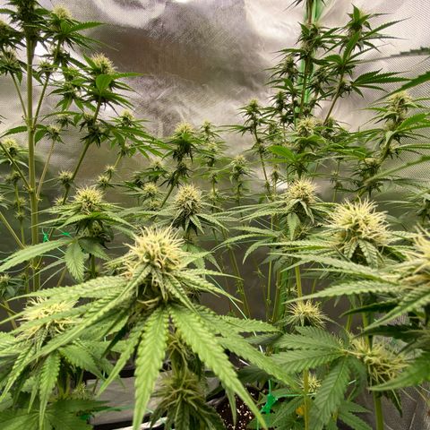 Blue Zushi  growlog timeline photo