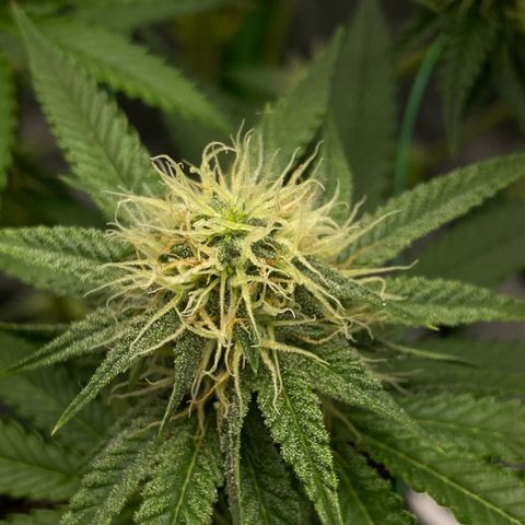 Blue Zushi  growlog timeline photo