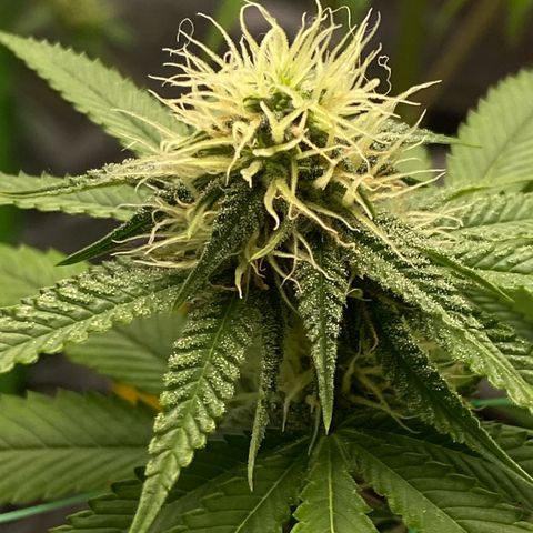 Blue Zushi  growlog timeline photo