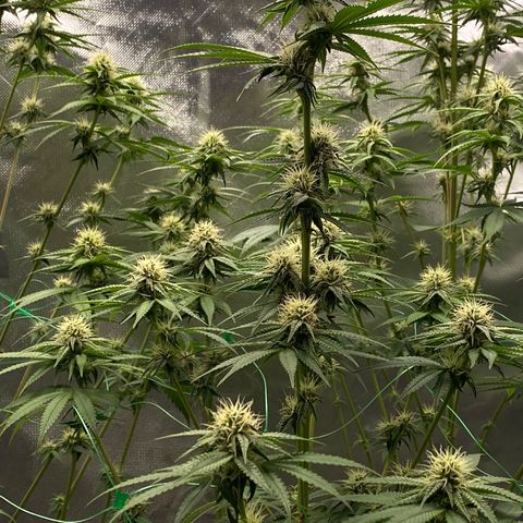 Blue Zushi  growlog timeline photo