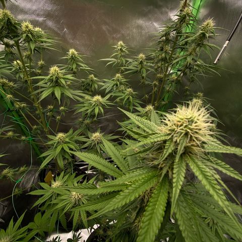 Blue Zushi  growlog timeline photo