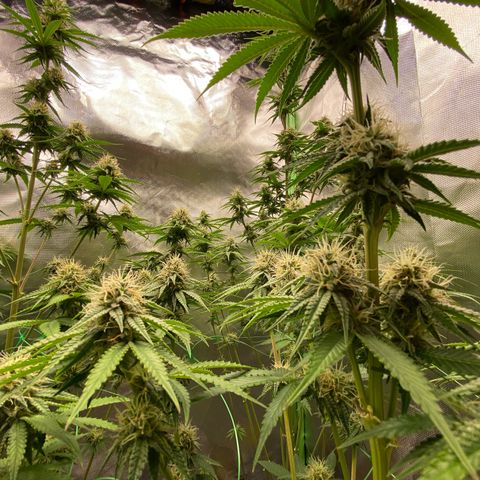 Blue Zushi  growlog timeline photo