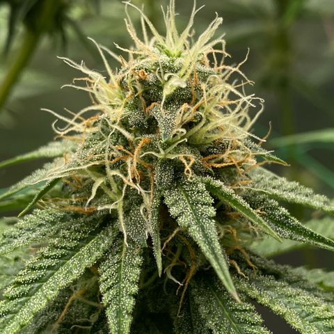 Blue Zushi  growlog timeline photo