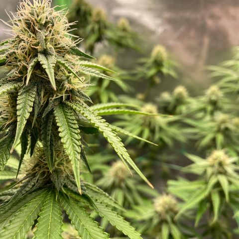 Blue Zushi  growlog timeline photo