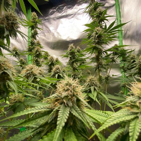 Blue Zushi  growlog timeline photo
