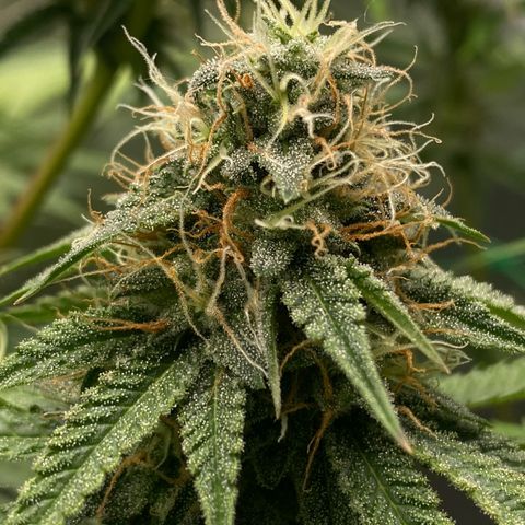 Blue Zushi  growlog timeline photo