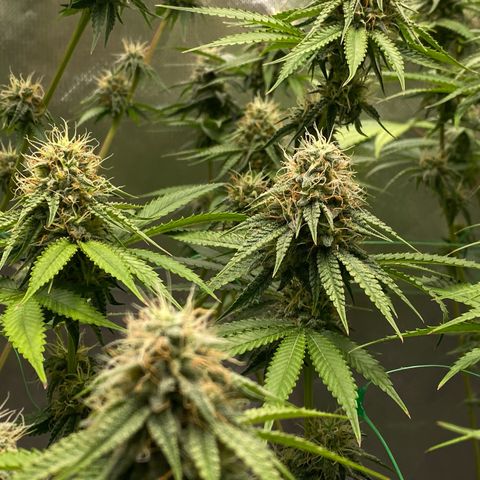 Blue Zushi  growlog timeline photo