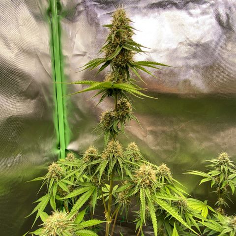 Blue Zushi  growlog timeline photo