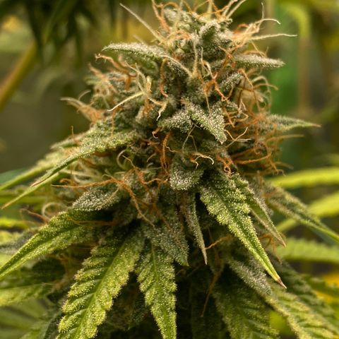 Blue Zushi  growlog photo: Die letzten Tage der Blüte 