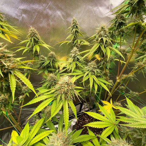 Blue Zushi  growlog photo: Die letzten Tage der Blüte 