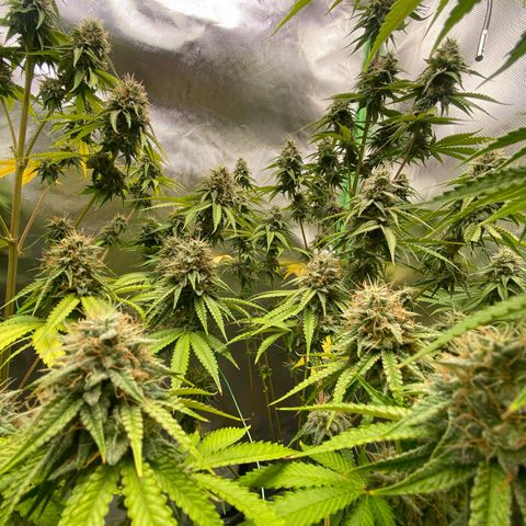 Blue Zushi  growlog photo: Die letzten Tage der Blüte 