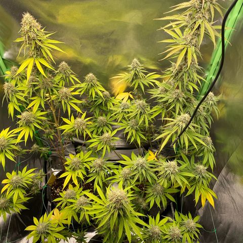 Blue Zushi  growlog photo: Die letzten Tage der Blüte 