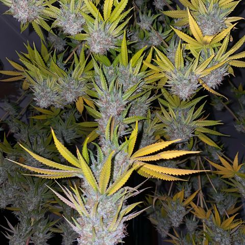 Blue Zushi  growlog timeline photo