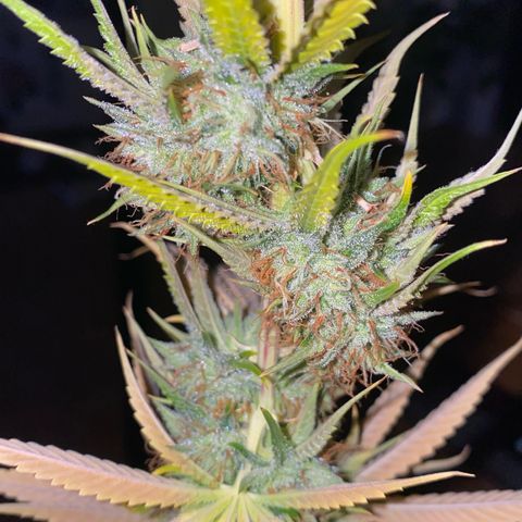 Blue Zushi  growlog timeline photo