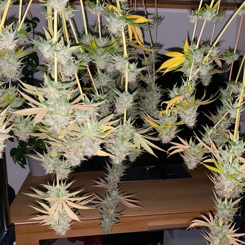 Blue Zushi  growlog timeline photo