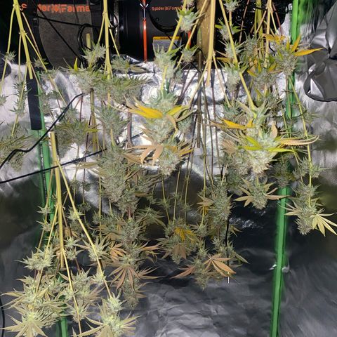Blue Zushi  growlog timeline photo