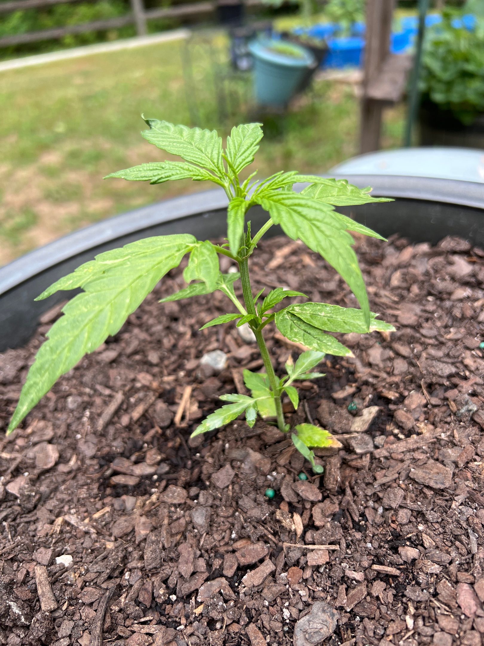 Banana Kush OG growlog header