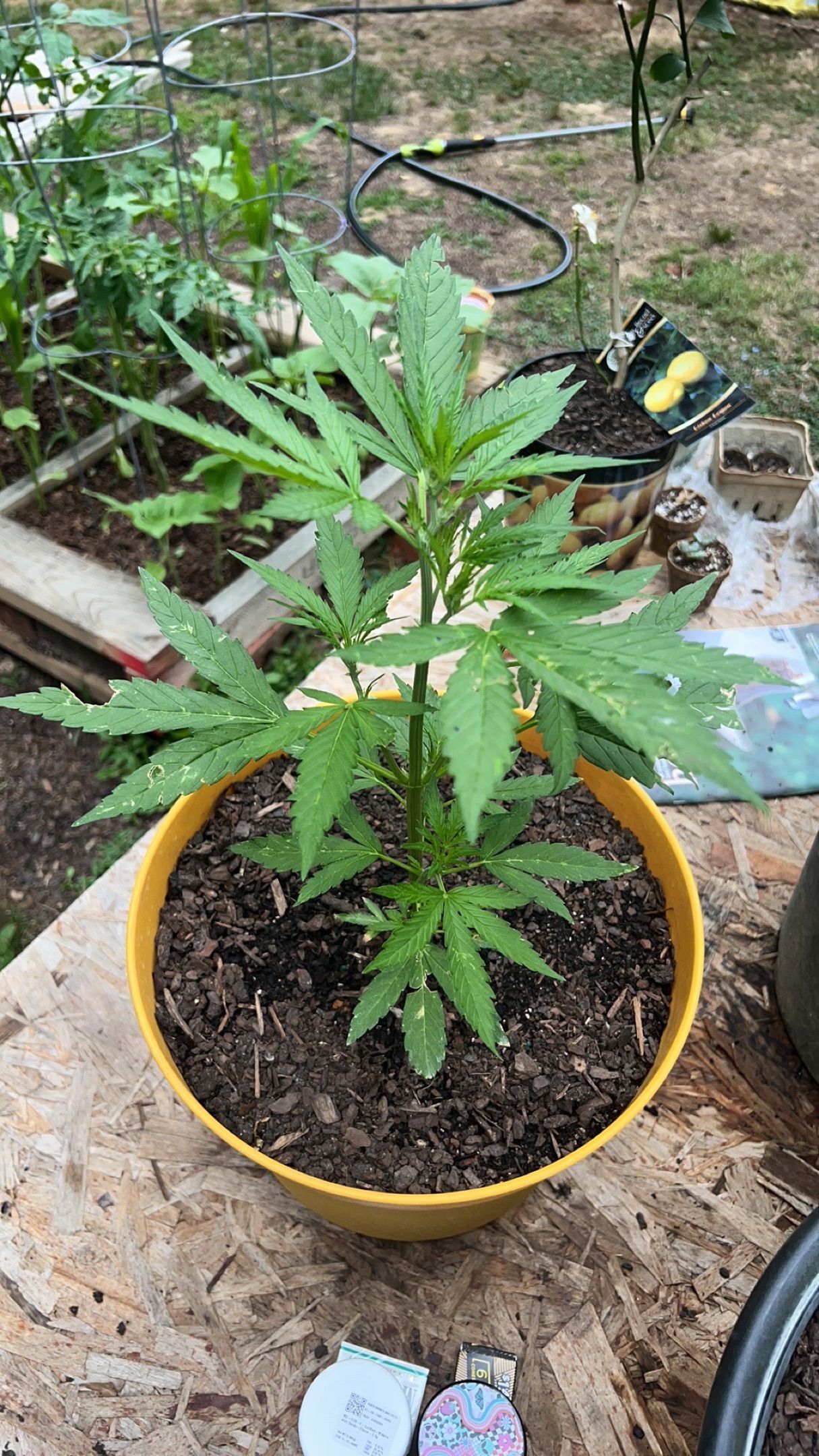 Banana Kush OOG growlog header