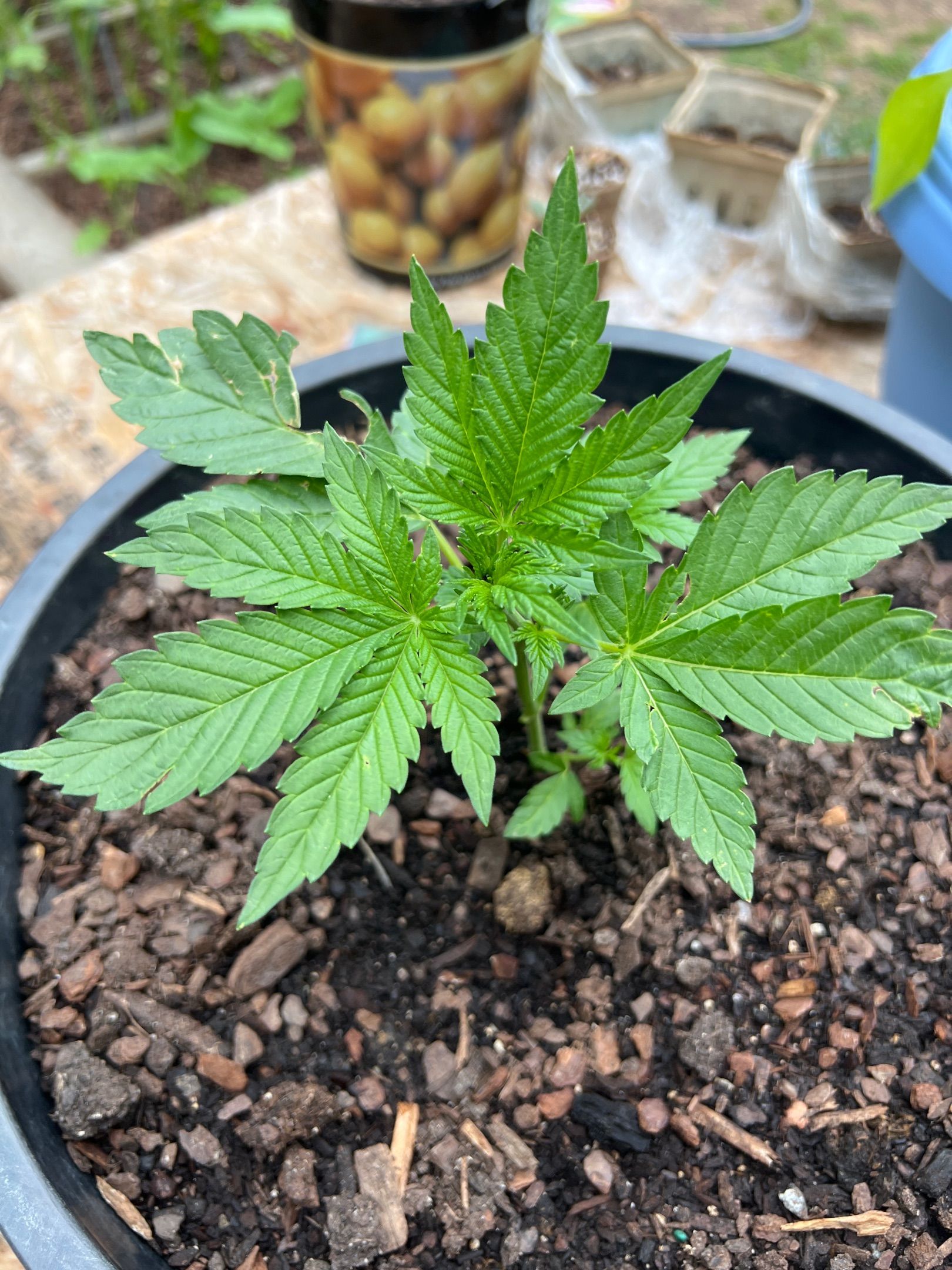 Deadband 7 30% growlog header