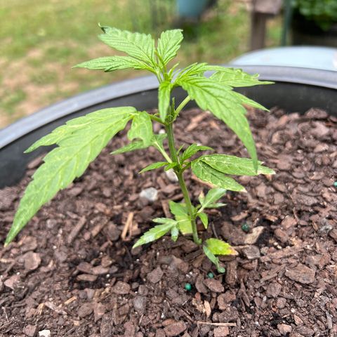 Banana Kush OG growlog in Outdoor